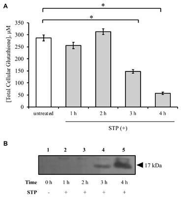 Role of Glutathione Depletion and <mark class="highlighted">Reactive Oxygen Species Generation</mark> on Caspase-3 Activation: A Study With the Kinase Inhibitor Staurosporine